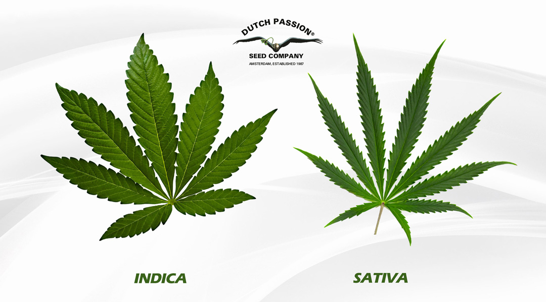 Indica vs Sativa cannabis leaves